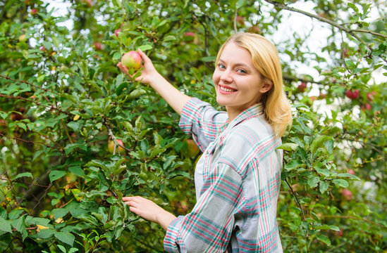 Girl gather apples harvest garden autumn day. Farmer lady picking ripe fruit from tree. Harvesting concept. Woman hold ripe apple tree background. Farm producing organic eco friendly natural product