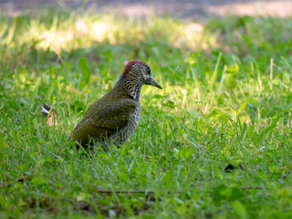 European green woodpecker. Summer forest and European green woodpecker.