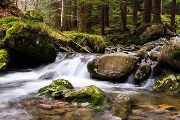 stream in forest