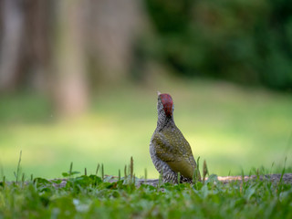 European green woodpecker. Summer forest and European green woodpecker.