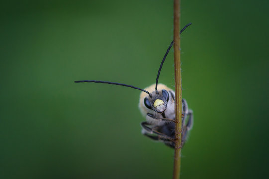 ape con lunghe antenne (Eucera longicornis) che guarda fotocamera posata su stelo