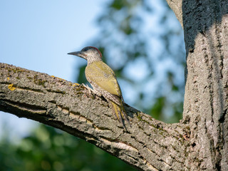 European green woodpecker. Summer forest and European green woodpecker.