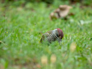 European green woodpecker. Summer forest and European green woodpecker.