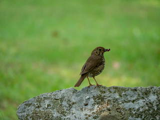 Small Thrush in grass. Thrush in forest. Thrush on the ground.
