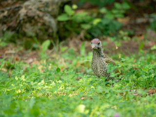 European green woodpecker. Summer forest and European green woodpecker.