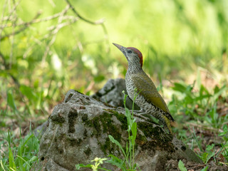 European green woodpecker. Summer forest and European green woodpecker.
