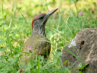 European green woodpecker. Summer forest and European green woodpecker.