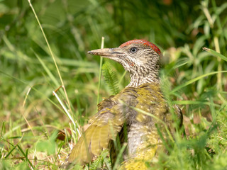 European green woodpecker. Summer forest and European green woodpecker.