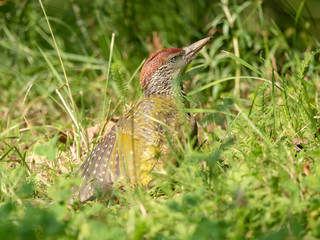European green woodpecker. Summer forest and European green woodpecker.