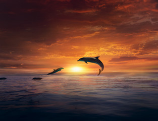 Beau dauphin sautant de l& 39 eau brillante. Saut de dauphins. paysage au coucher du soleil.