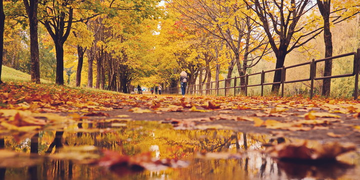 Walk With A Child In The Autumn Park