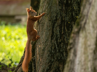 Squirrel on the tree. Green tree in background.