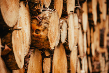 Gestapelte Holzstämme von frisch gefällten Fichten