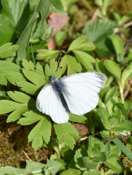 The cryptic wood white butterfly Leptidea juvernica sitting in green vegetation