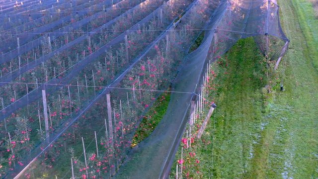 Apple plantation, orchard with anti hail net for protection from above, aerial shot, natural disaster and severa weather protection in agriculture, fruit production