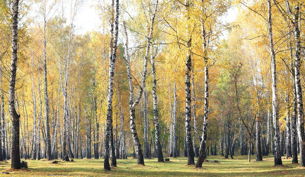 Fototapeta beautiful scene with birches in yellow autumn birch forest in october among other birches in birch grove
