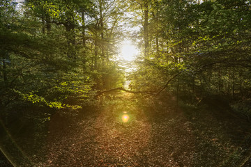 Märchenwald im Herbst Automn Forrest Schwarzwald Eifel Herbst Sunset Sonnenuntergang