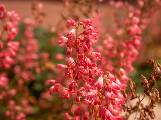 Pink garden flowers. Flowers bloom. Summer garden and pink flowers on macro photography.