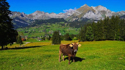 alpenkuh in der schweiz bei wildhaus toggenburg