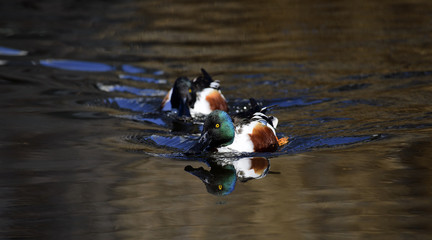 Fototapete bei efototapeten.de bestellen   