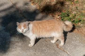 Obraz premium ginger cat in street