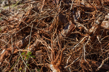 Group of dry roots.The dried red roots of an coffee on the stem and some of it's pink and reddish skin in the background, selective focus 