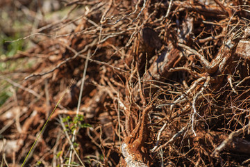 Close-up of a group of coffee rooted in disorderly tangle in the soil, which is taken from the earth. 