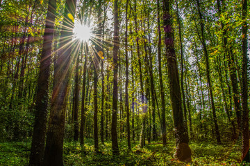 Fototapeta na wymiar Sunrays shining through a beautiful forest during fall