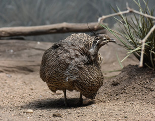 Large Elegant Crested Tinamou Bird with Ruffled Feathers