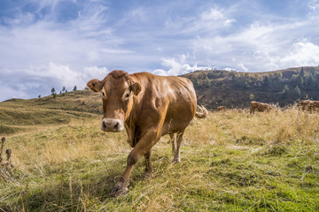 Fototapeta na wymiar Beautiful cow portrait in the mountain, italian dolomites, Sauris