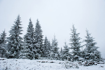 Christmas background with snowy fir trees