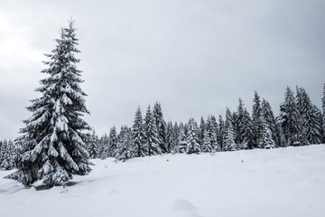 Obraz premium Fairy winter landscape with fir trees