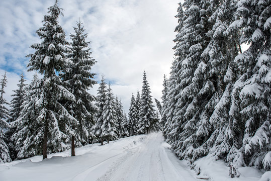 Fototapeta Christmas background with snowy fir trees