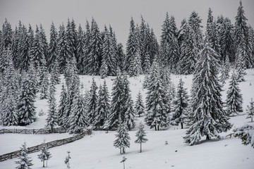 Obraz premium Winter landscape with snow on trees