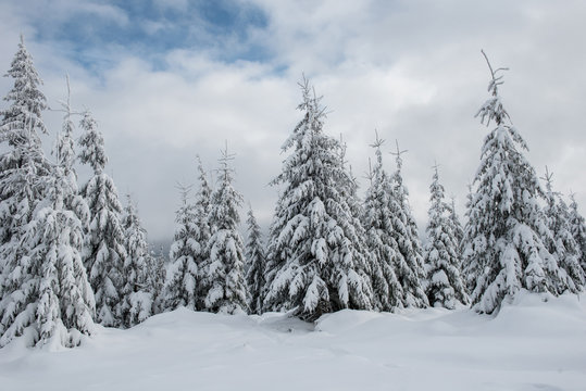 Fototapeta Christmas background, snow covered forest in winter