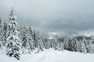 Winter forest covered with snow