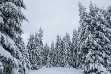 Winter landscape with snow on trees