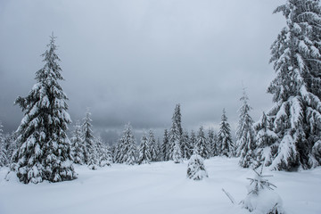 Fairy winter landscape with fir trees