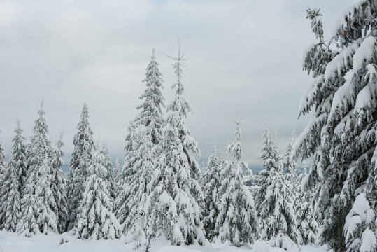 Fototapeta Christmas background, snow covered forest in winter
