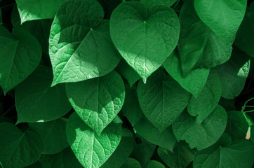 green ivy leaves. Close up