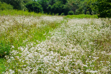 Many white daisies in a meadow. Little daisies on the grass