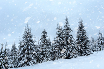 Snow fall in winter forest