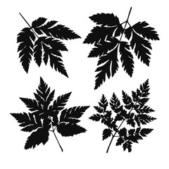 Black silhouettes of different type of leaves isolated on the white background