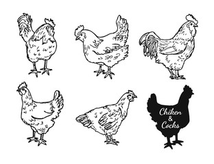 Drawing chickens and cocks. Skecth of hens and roosters. Domestic village bird  set.