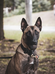 Belgian Shepherd Malinois