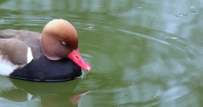 Male Red-Crested Pochard (Netta Rufina) Beautiful Duck, Close Up Portrait - DCi 4K Resolution