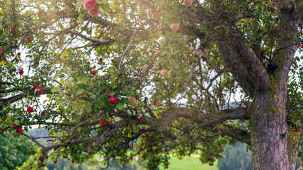 Fototapeta na wymiar Alter Apfelbaum auf einer Streuobstwiese im Spätherbst
