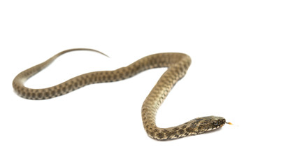 snake isolated
