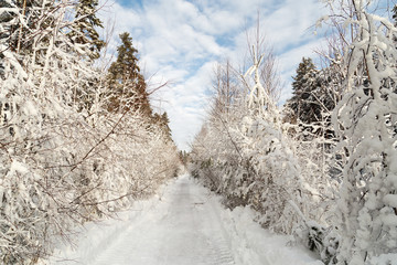 snow covered trees