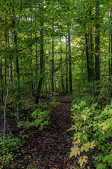 Obraz premium Woodlands Path